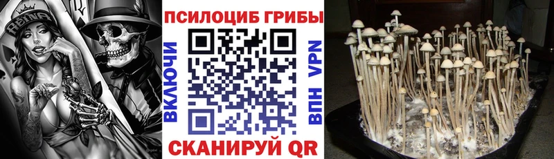 как найти   Болгар  Галлюциногенные грибы GOLDEN TEACHER 